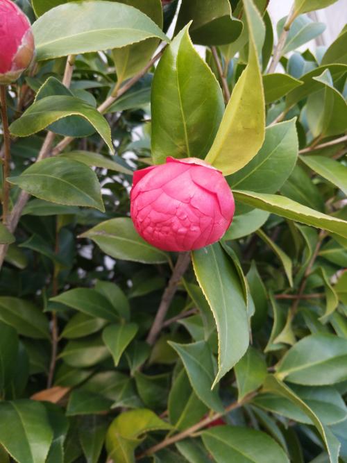 晋江尚斑马连锁驾校,驾校学车,学车,泉州,晋江,小车培训,考驾照